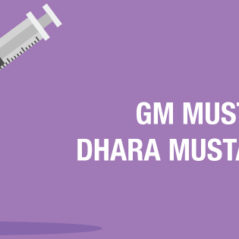 GM mustard – Dhara mustard Hybrid