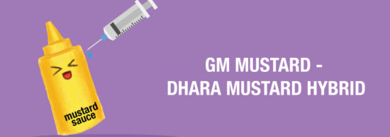 GM mustard – Dhara mustard Hybrid